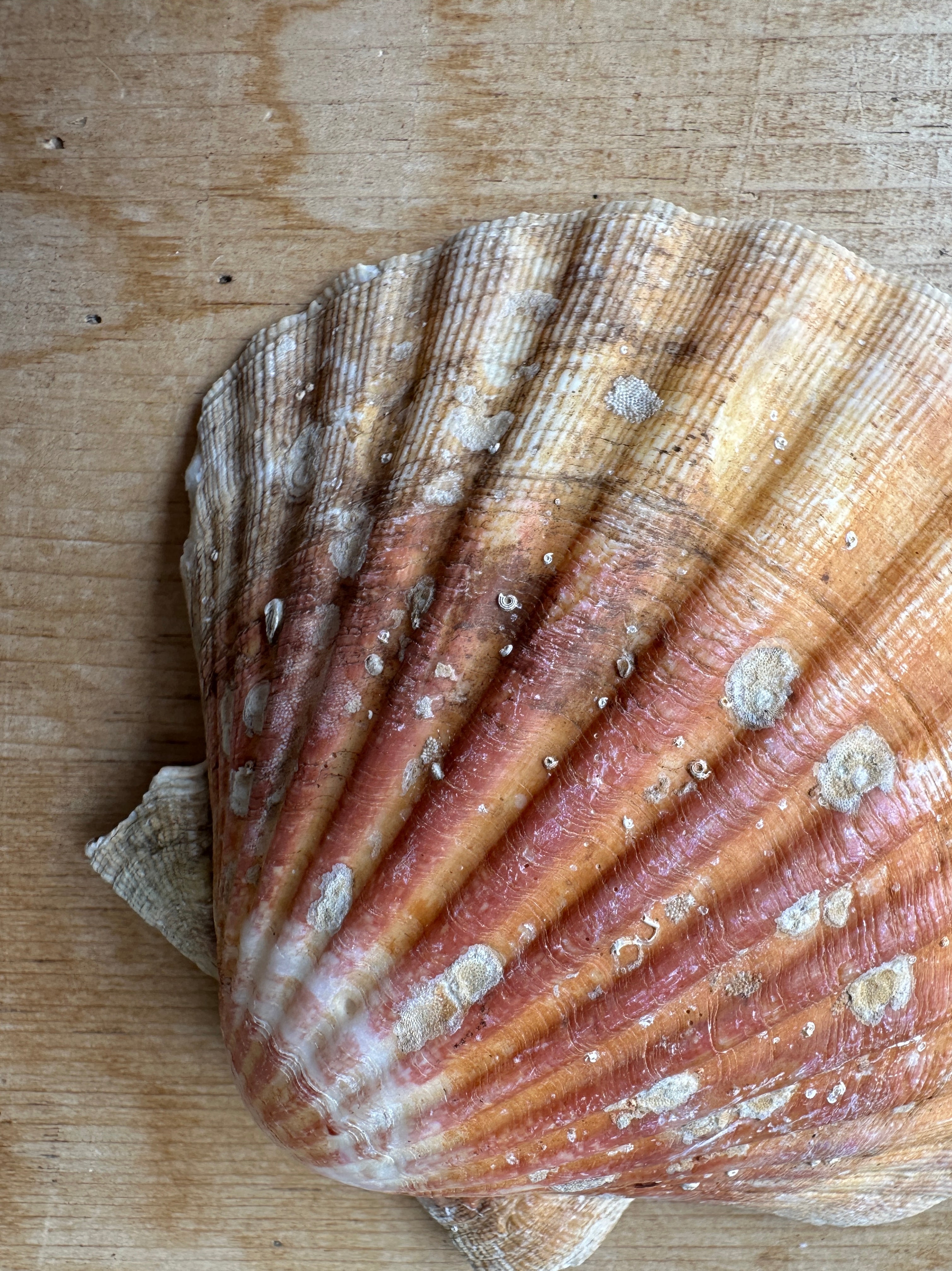 Seashell