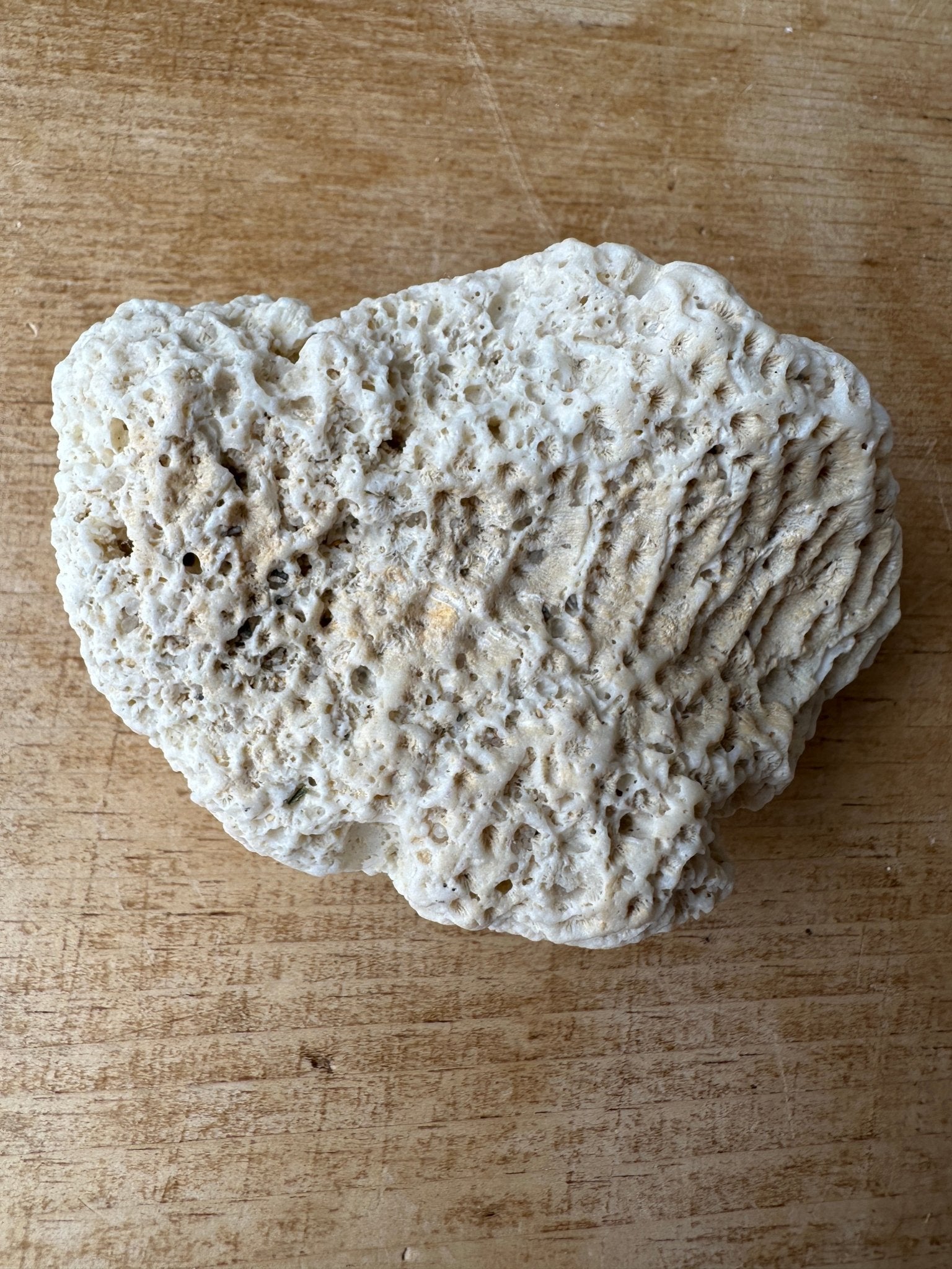 Piece of coral - House on Horizon