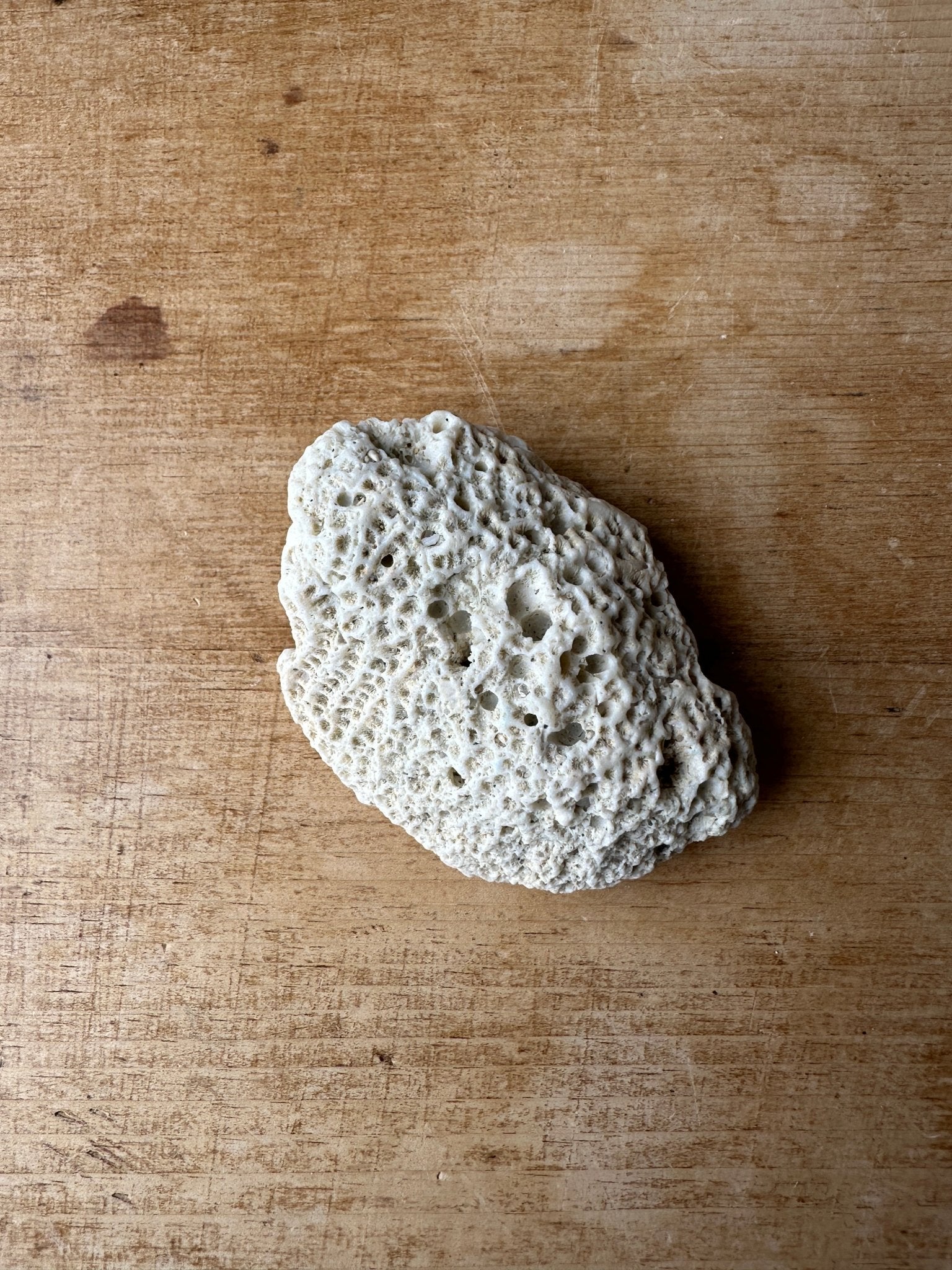 Piece of coral - House on Horizon