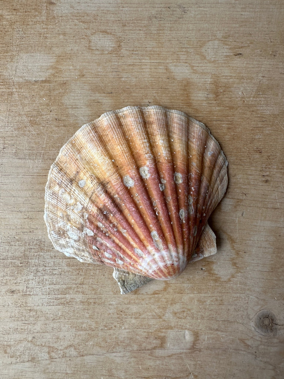 Seashell - House on Horizon