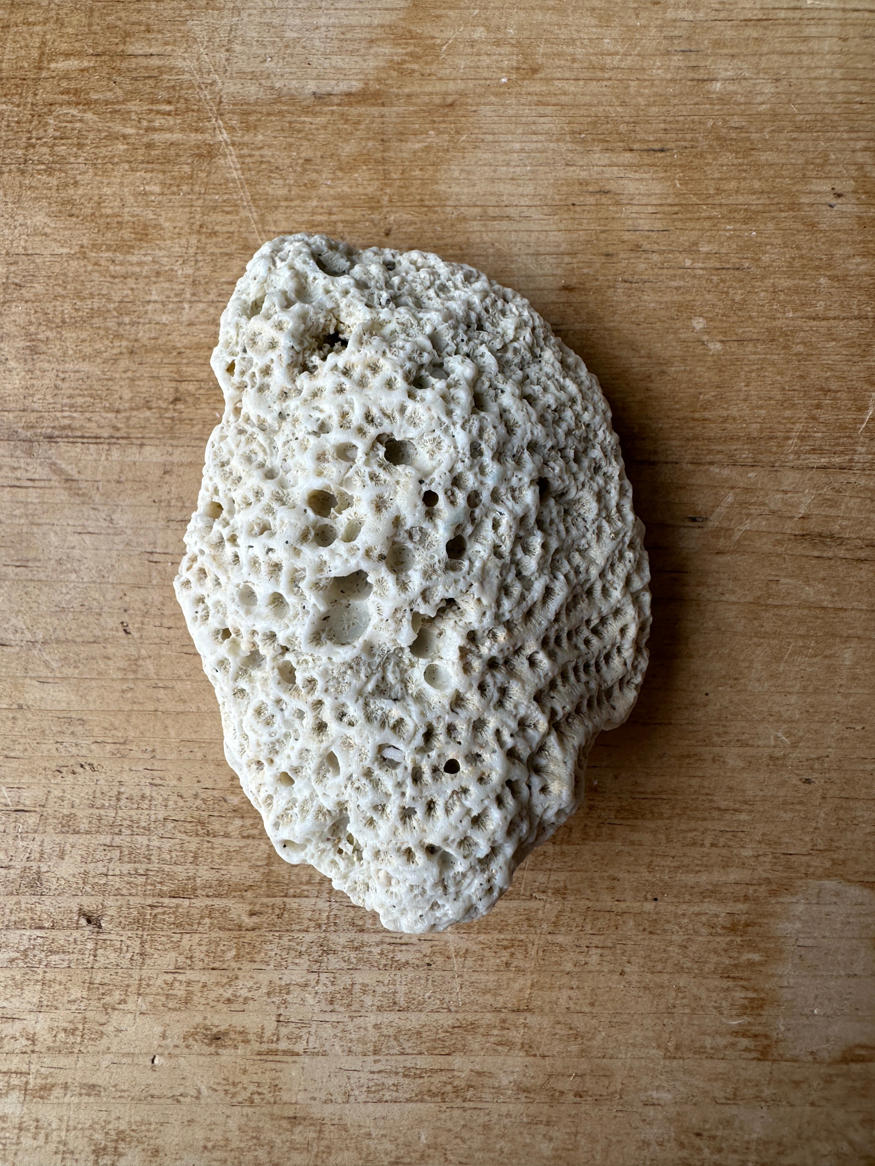 Piece of coral