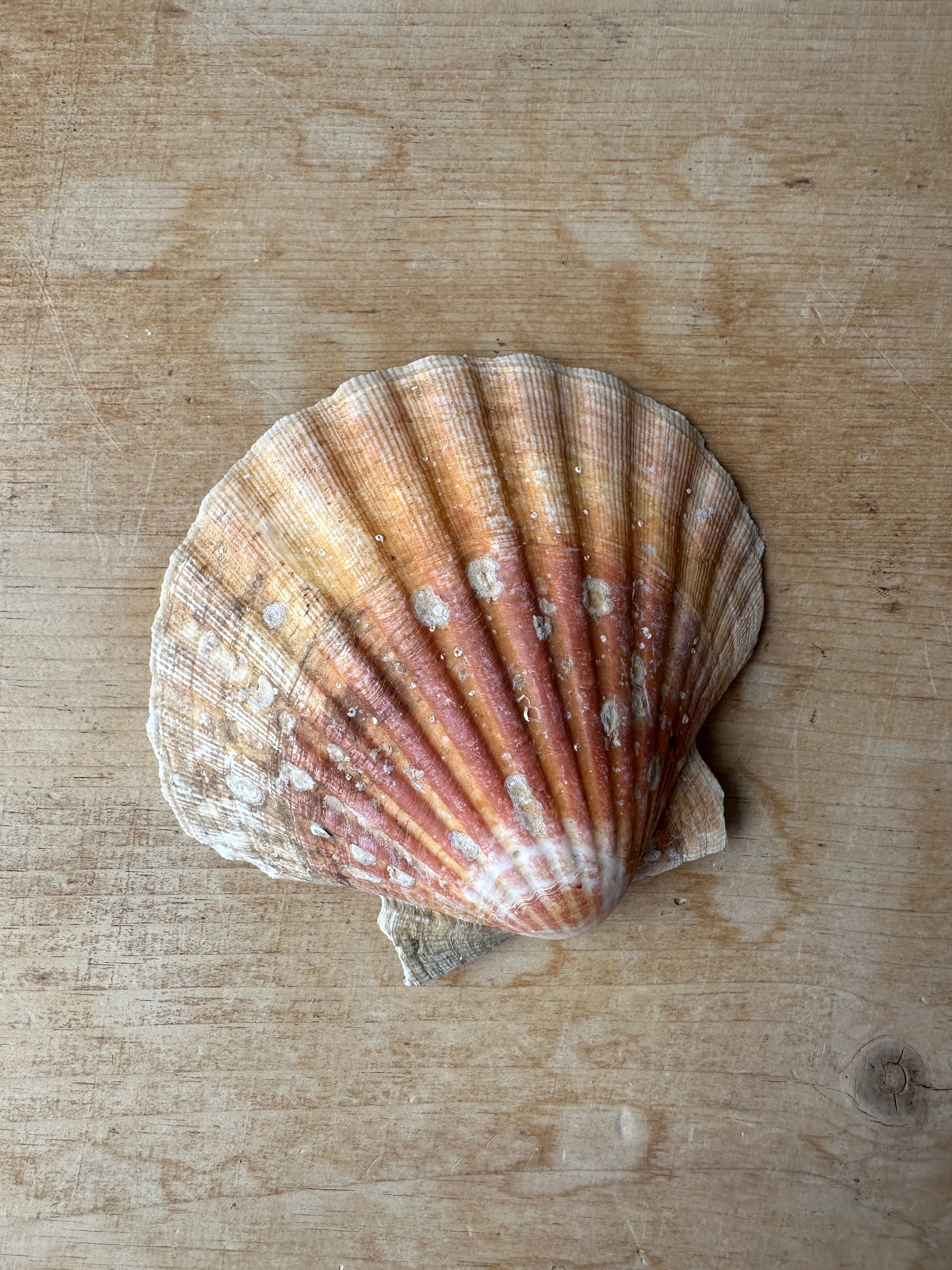 Seashell