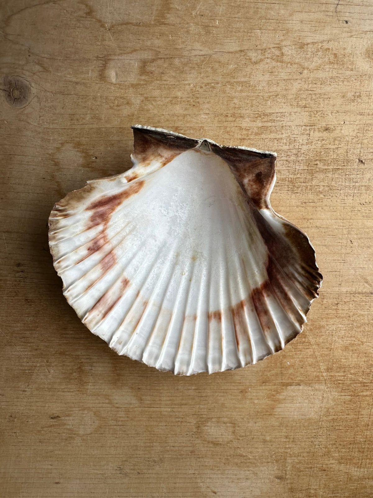 Seashell - House on Horizon